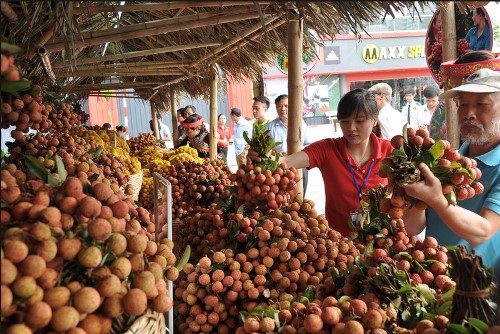 Bắc Giang lên kế hoạch sản xuất, tiêu thụ vải thiều năm 2021